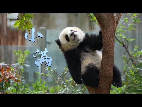 《熊貓主題趴》人生最好是小滿 | iPanda熊貓頻道