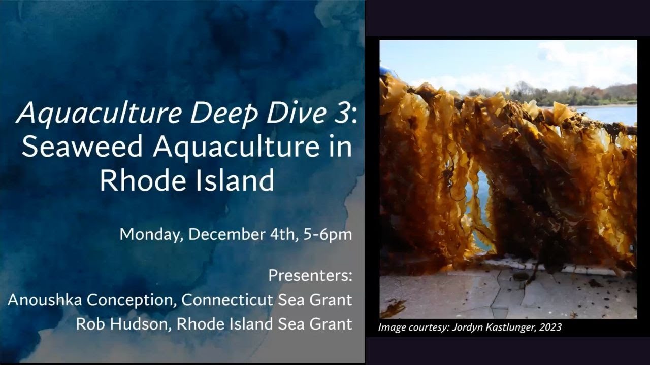 Aquaculture Deep Dive 3 Seaweed Aquaculture in Rhode Island YouTube