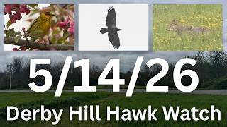 [75] Cape May Warbler, Coyote at the Derby Hill Hawk Watch, 5/14/26