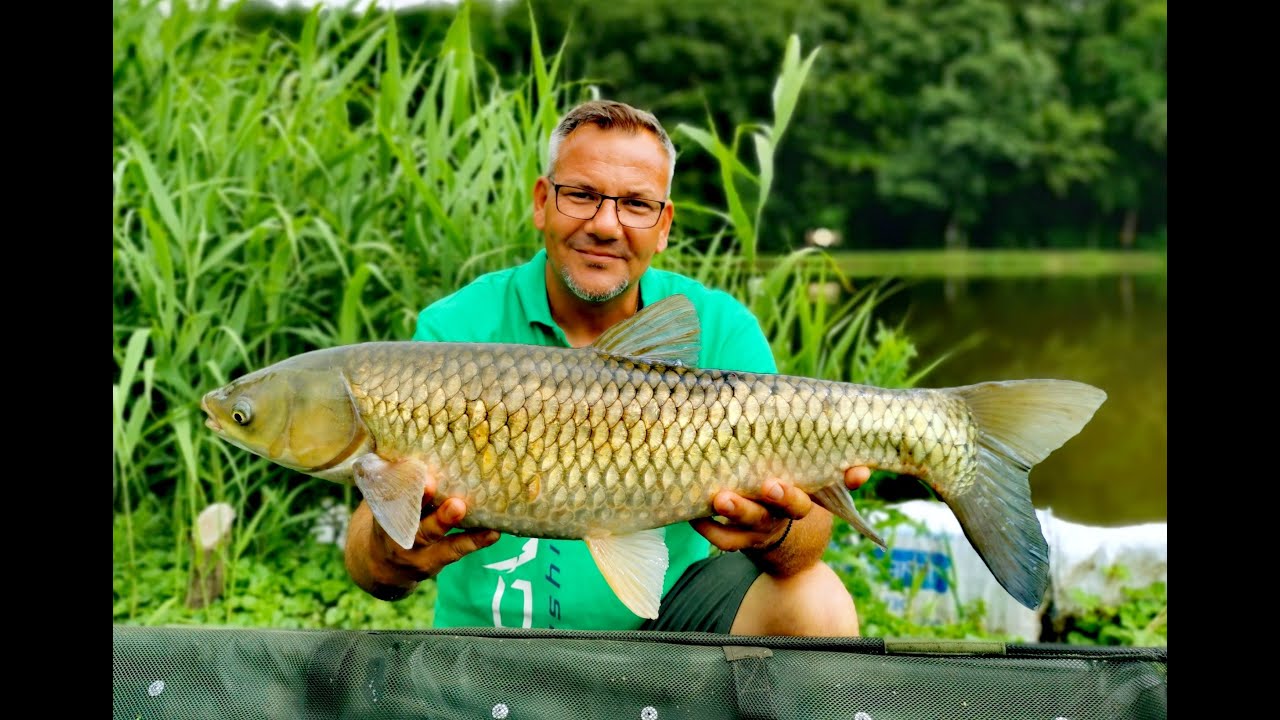 Dovit Feeder - Tigrismogyoróval nagy pontyokra