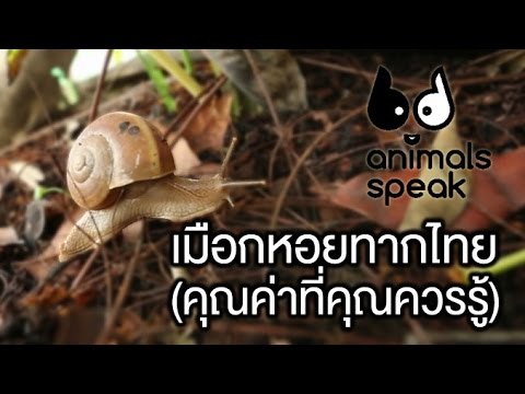 Animals Speak [by Mahidol] เมือกหอยทากไทย Snail (คุณค่าที่คุณควรรู้)