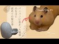 Vlog#8| ハムスターのパンパンに詰まった頰袋の行方と置き型給水器の使い心地は？|hamster Vlog