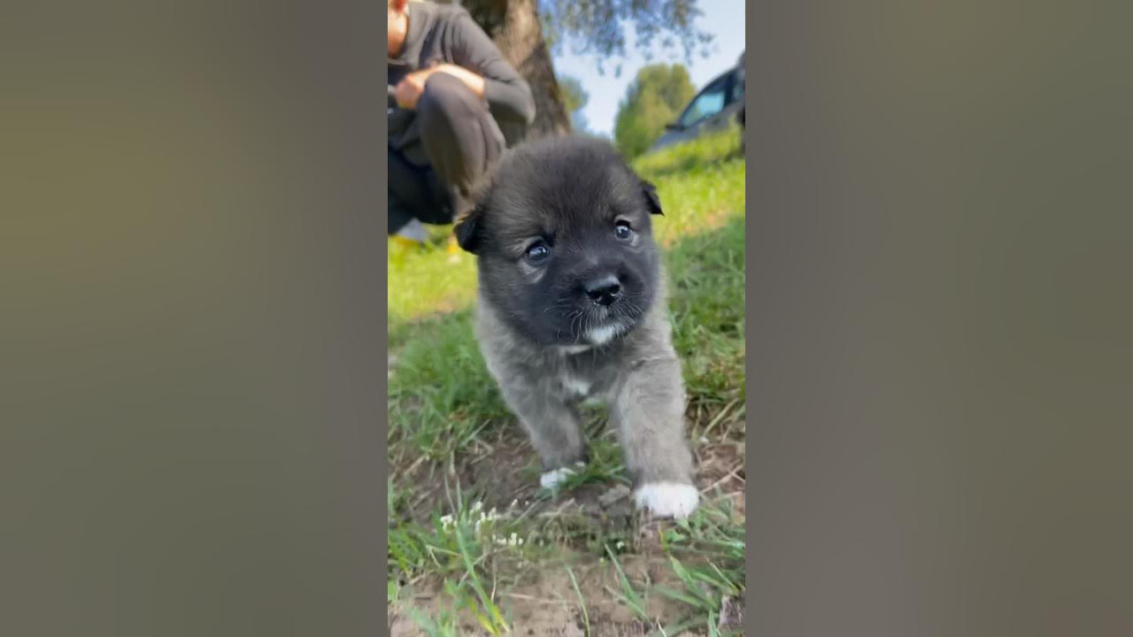 Хутор тузенковых свежее видео