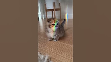 Meet Eleanor the munchkin!