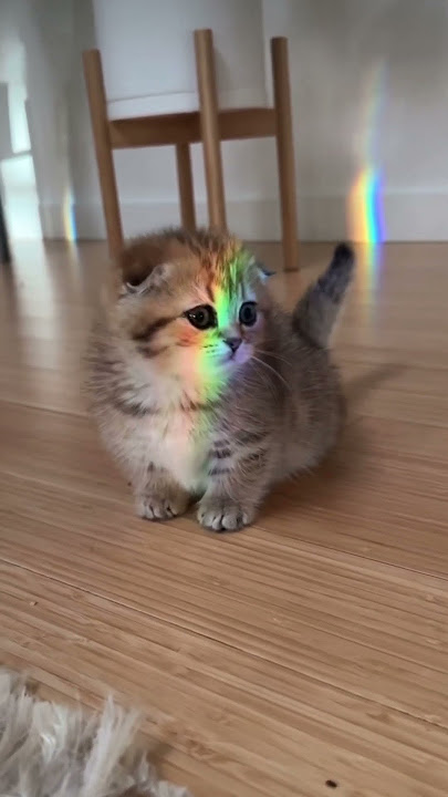 Meet Eleanor the munchkin!