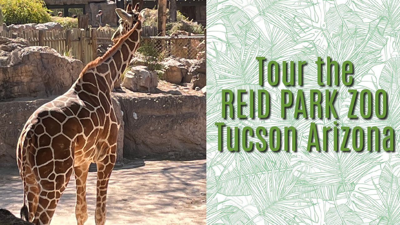 Tour the Reid Park Zoo in Tucson Arizona | 🦜🦓🐊🐆🦒🐘🐅🦖 - YouTube