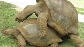 Giant Turtles Mating 😂😂😂