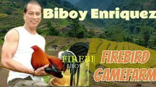 10 Gamefowl Breeders in the Philippines