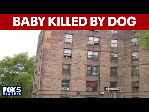 One Month Old Girl Mauled To Death By Dog In Queens Police Say
