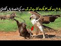 Eagle Vs Warthog | Look How Eagle Grab A Largest Warthog | Planet Earth