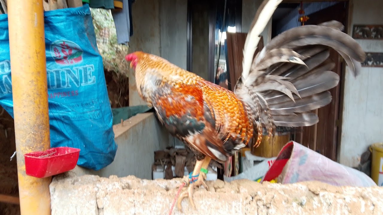 GPC backyard is live!