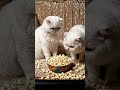 Movie time now 😃😉 #ai #youtubeshort #cat #shorts #shortvideo #viral #viralshort #cute #funny