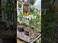 Before and after garden transformation 😳in December #gardening