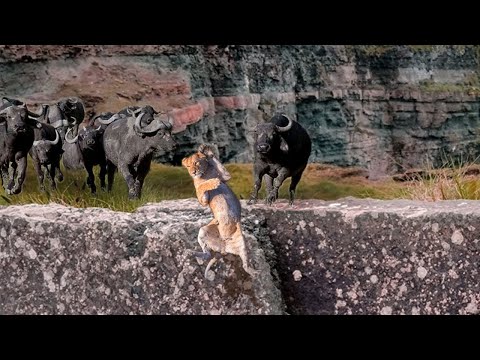 Video: Kan løvinne drepe løve?