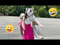 Funny Dogs Compilation – Best Dog Videos 2025 🐕🤣 #28