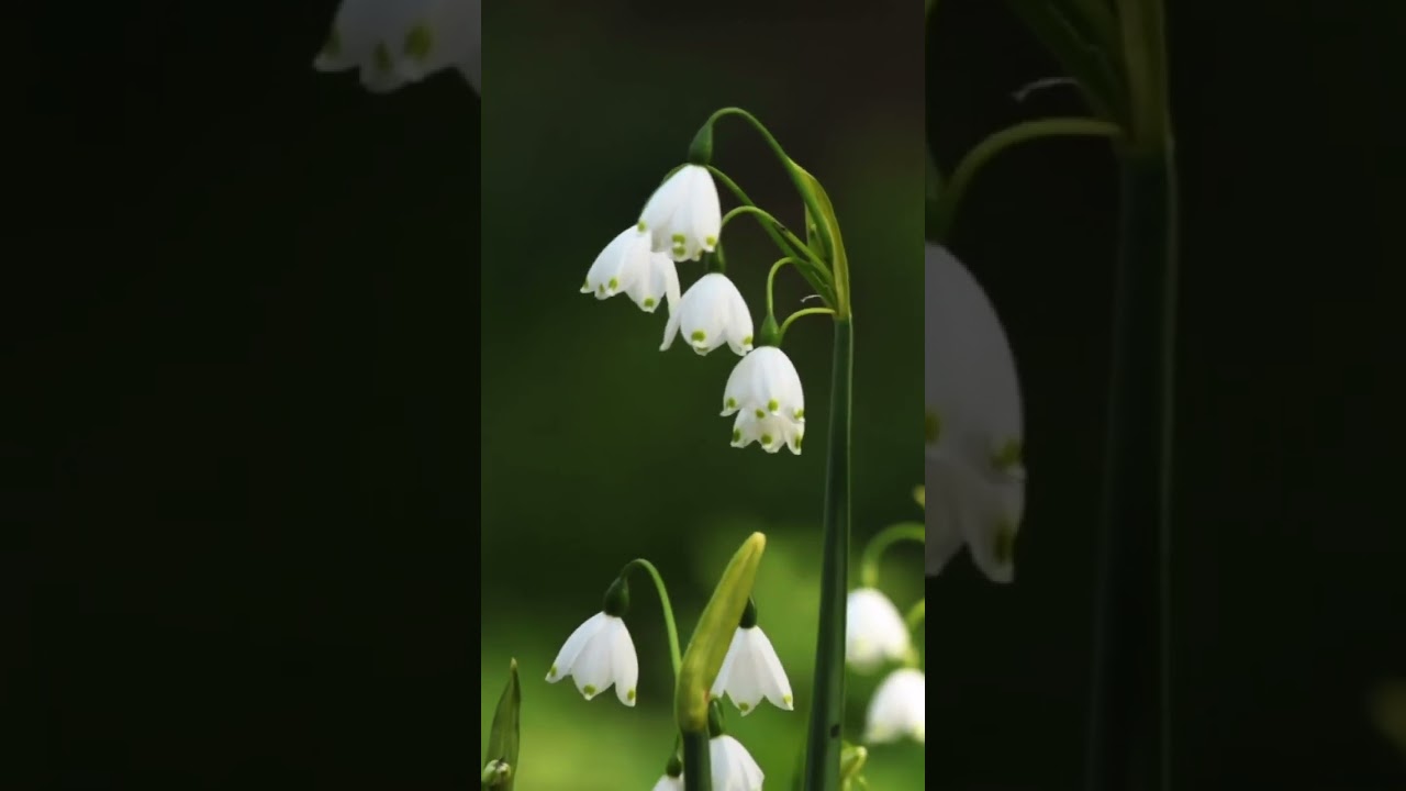 Snowdrops in my garden | Spring flower