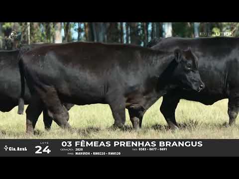 LOTE 24   TAT 0677, 0583, 0691 F Brangus