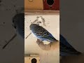 #viral #birds #video #pets #youtubeshorts #cockatiel #parrot #viralvideo #shortvideo