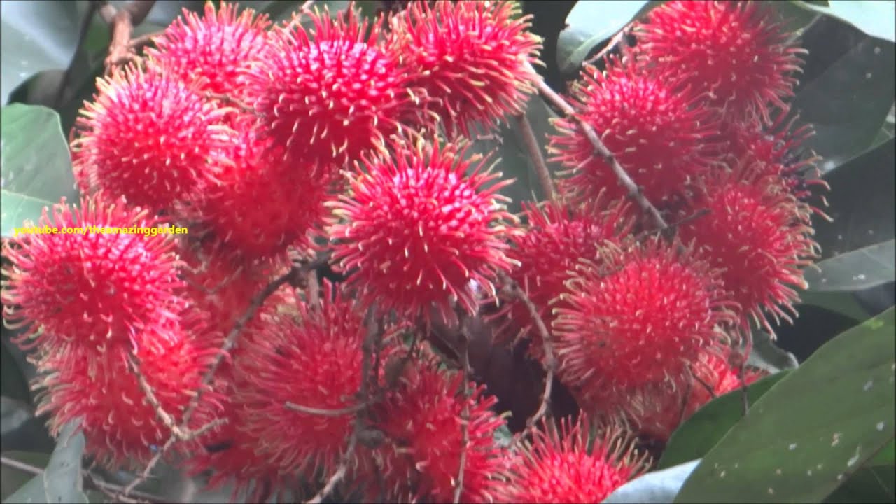 Delicious rambutan fruits ready for harvesting YouTube