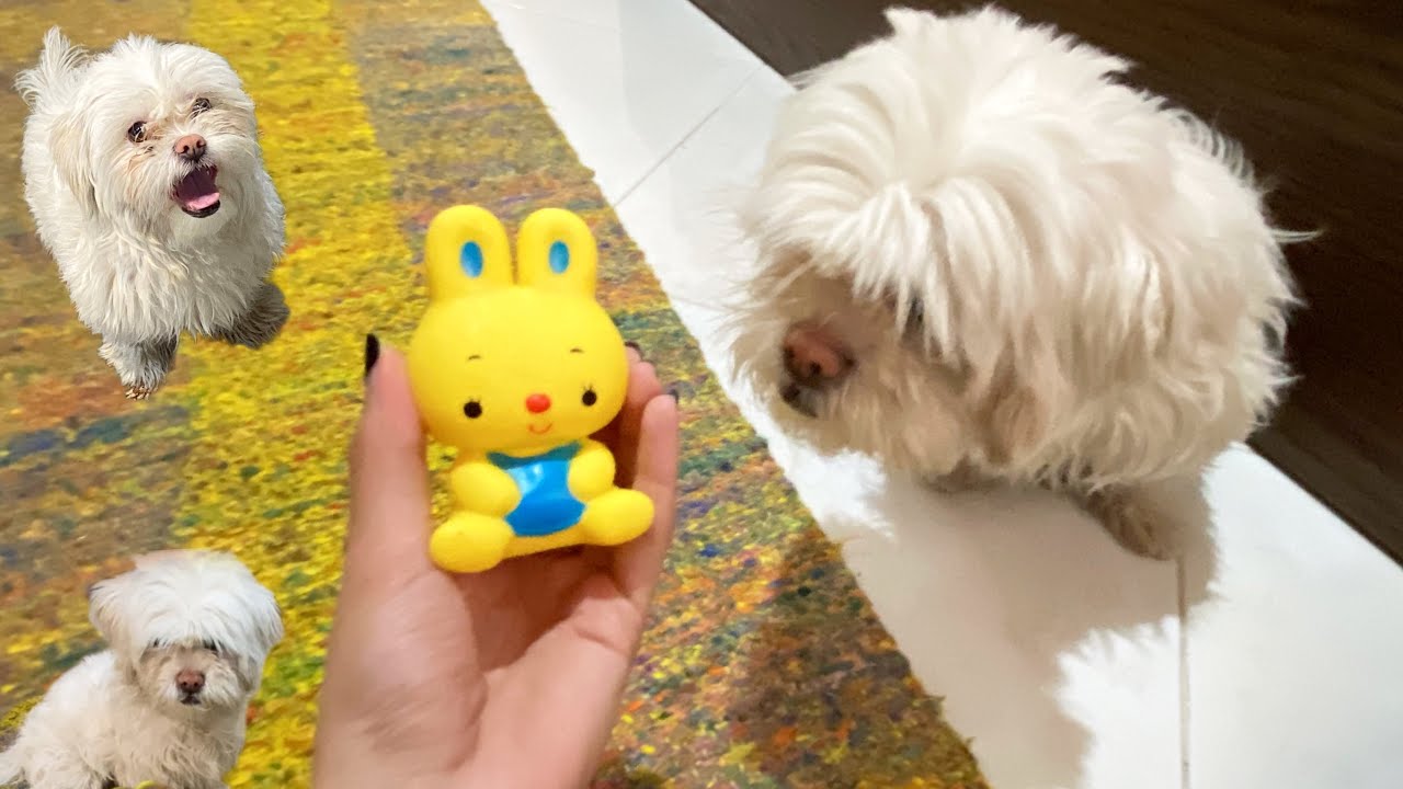 My Dogs vs. the Squeaky Yellow Bunny!🐶