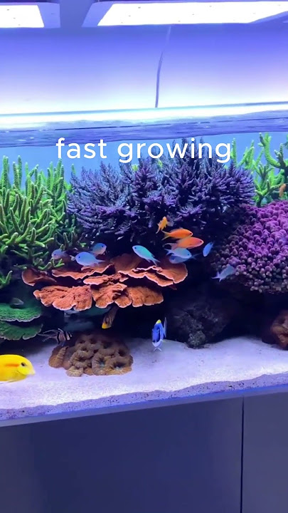 Best Beginners Coral For Reef Tank