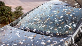 How to Properly Clean off Bird Droppings (Bird Poop)