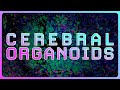 Organoids - growing mini BRAINS