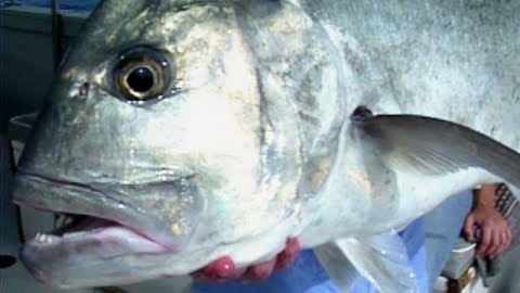 Hooking a Massive Trevally for the Books: Maui, Part 2