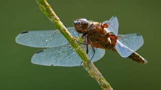 Broad-bodied chaser: Both sexes in one shot