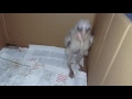 Barn owl chick first whole mice