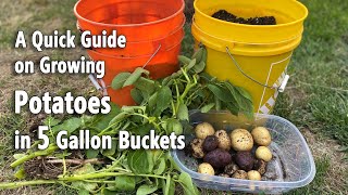 How to Grow Potatoes in 5 Gallon Buckets | A Quick and Easy Planting Guide