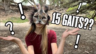 15 Gaits Quadrobics Tut With