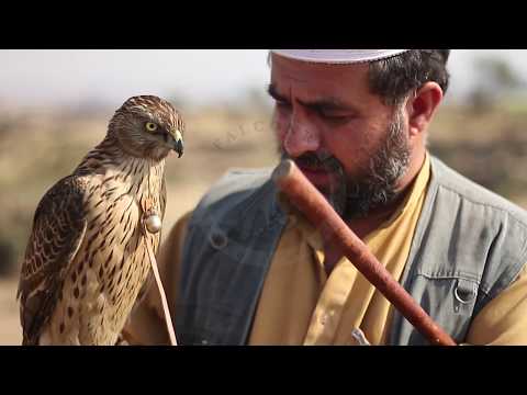 პაკისტანელი ბაზიერები. Pakistan Falconry Association