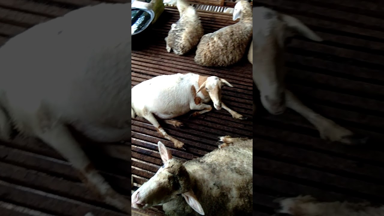 Ternak domba atau kambing gembel 