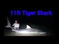 Landbased Sharkfishing @tla_sharkfishing trip 2018 episode 3