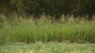Toddler found dead after AMBER Alert and extensive search