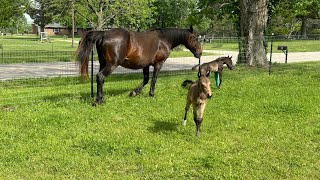TWIN FOALS - Mama Maggie and the twins get turn out time! 