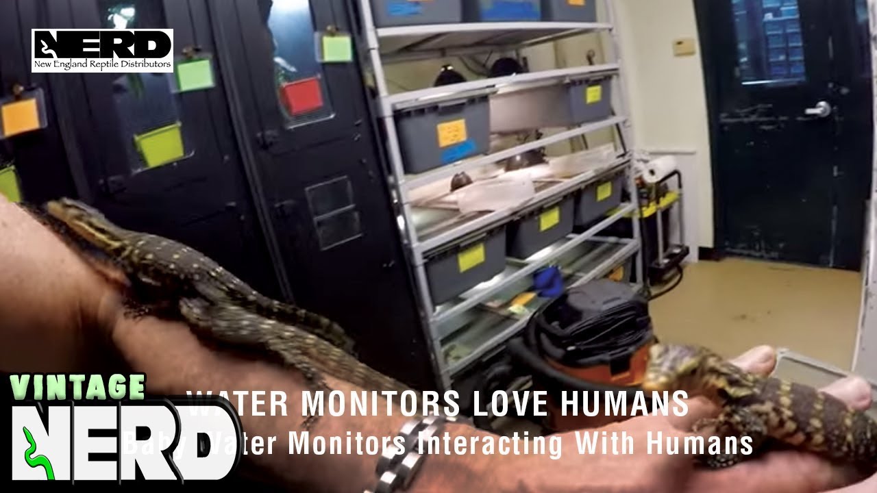 Water Monitors Love Humans - Baby Water Monitors Interacting With Humans
