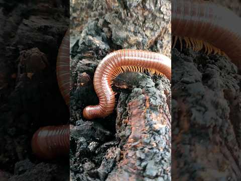 Luwing kaki seribu makan kayu #shorts #luwing #kakiseribu #millipede