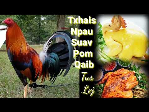 Video: Broody hen txhais li cas?