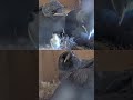 So Cute! 🥺 Jackdaw Trio