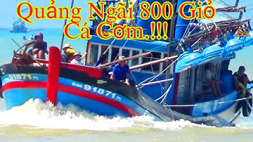 🔴 Ghe Pha Súc Quảng ngãi Tải Khoảng 1.200 Giỏ Cá Cơm Về Cảng