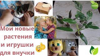 Мои новые питомцы из посылок  и игрушки из Майнкрафта почтой для любимой внучки