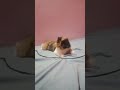 Persian cat playing#sivisam84#Passo bem solto trending song shorts
