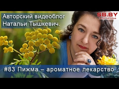 Пижма – полезные свойства и противопоказания. Сбор и заготовка