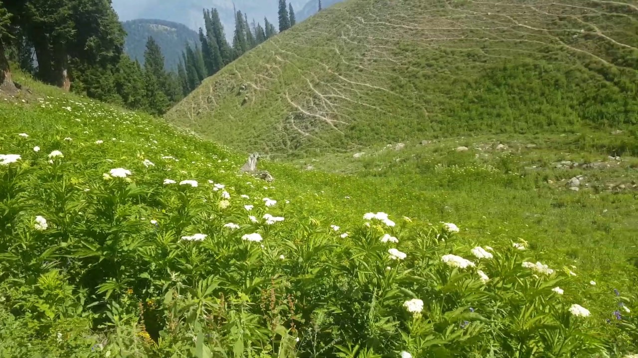 Desan Medows Trek Utror Valley Sawat  |North Leopards Tourism|
