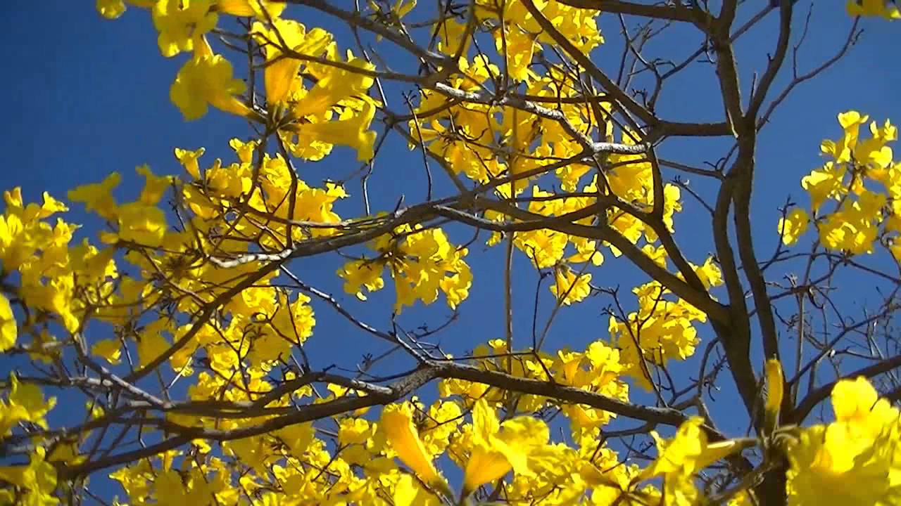 Estação Do Ano Que Floresce O Ipê Amarelo