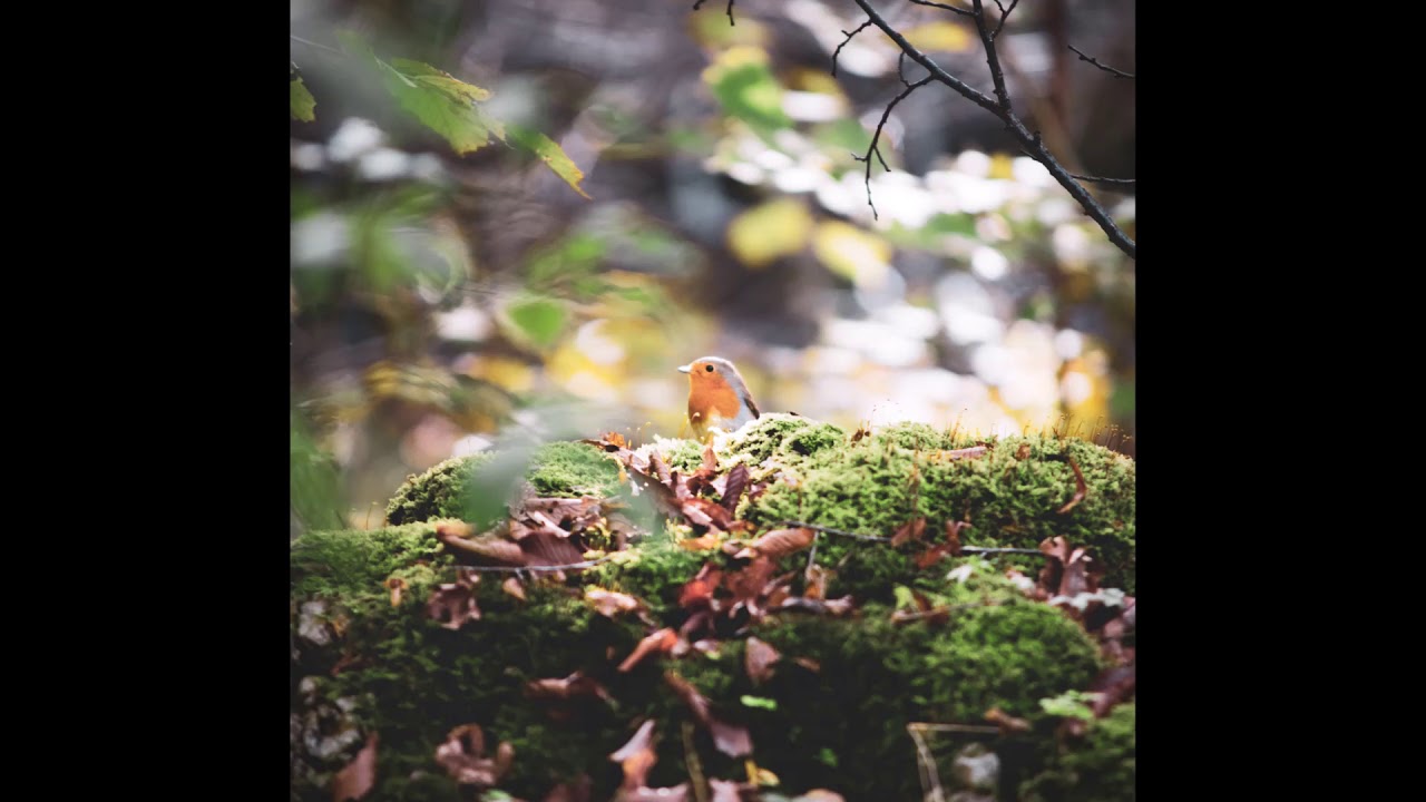 Alvise Nodale // Aghe Aghe Benedete