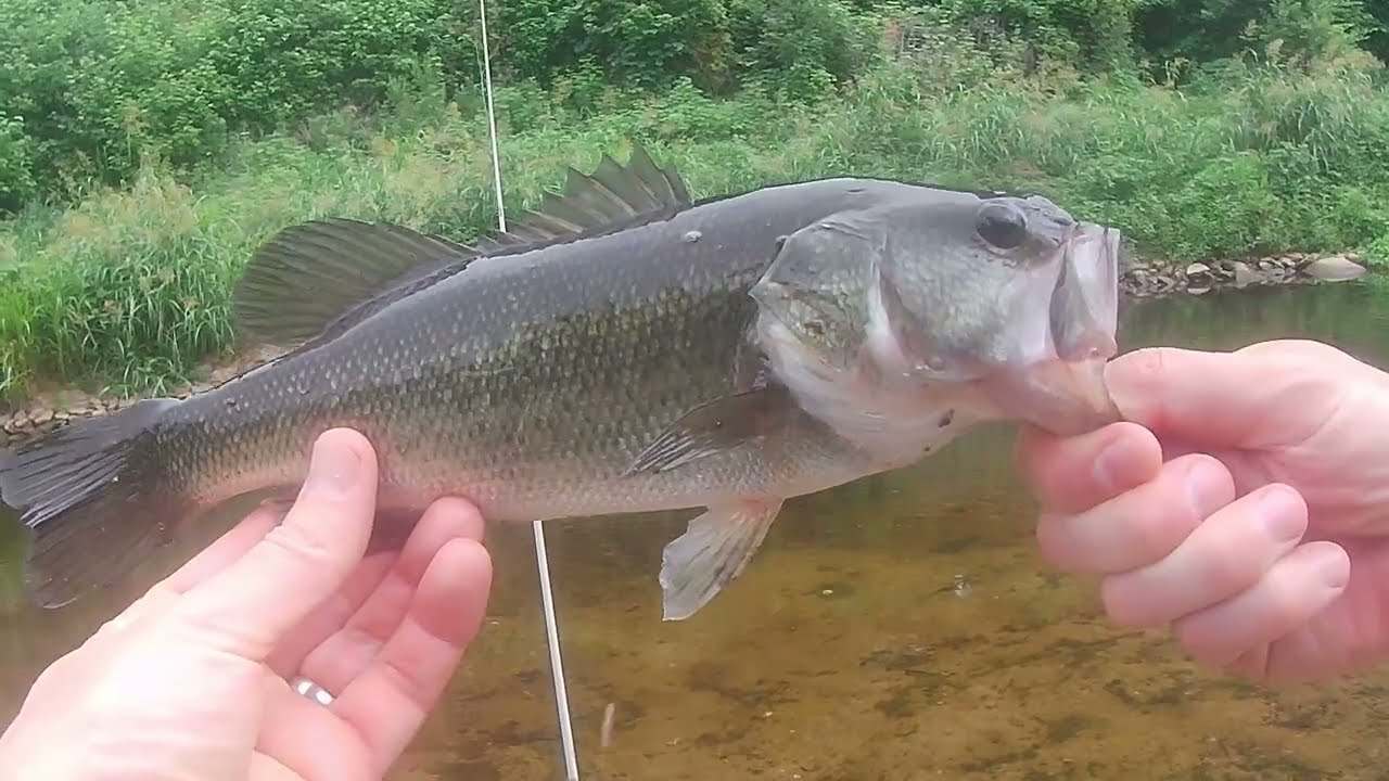 Summer Creek Fishing