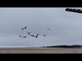 EPIC Ontario DUCK and GOOSE HUNT! 6 man GOOSE LIMIT!